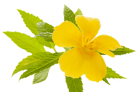 Symbol Damiana